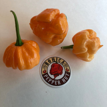 Bahamian Goat - Seeds - The Pepper Pantry (Formerly Marie Sharp's)